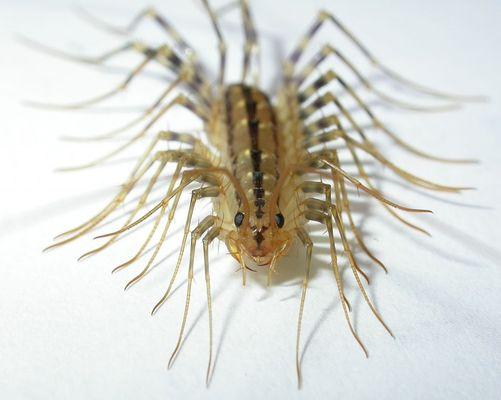 centipede