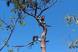 Tree Services