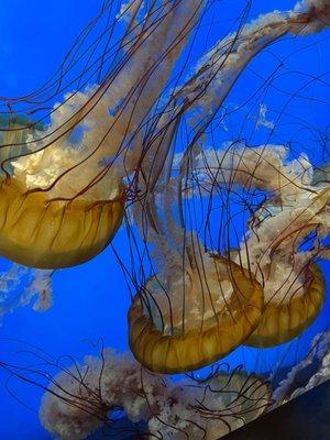 Jellyfish