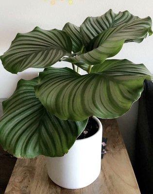 Calathea