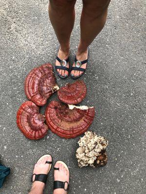 These Reishi mushrooms were foraged in the deep woods of a State Park in Connecticut.