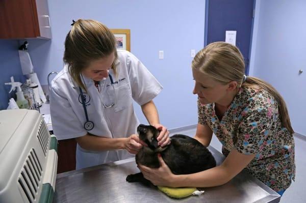 Dr. Arver and her assistant checking over my Siamese cat