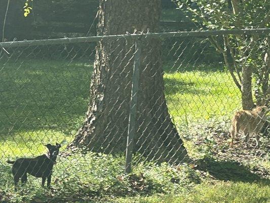 Dogs along the walking paths