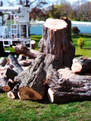 Tree removal services