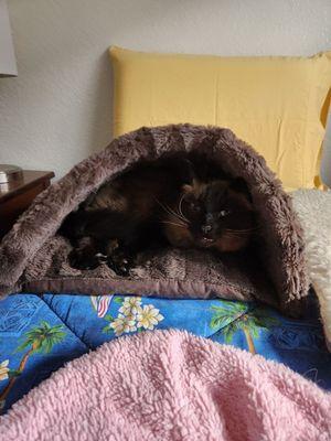 Kitty cave, $19.99 and worth every penny to this cat. When temps are in the 60s in the house, this is just right for him.