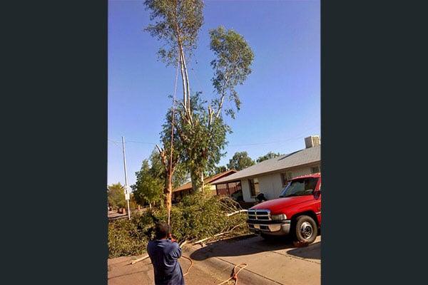 Removal of Eucalyptus Tree