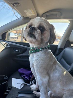 Milo holiday haircut