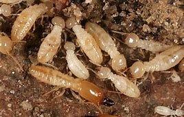 Termite workers and soldier