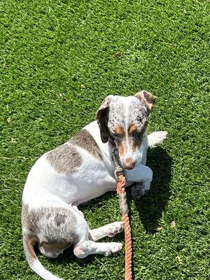 Ellie (Mini Dachshund) enjoying the sun in her summer do!