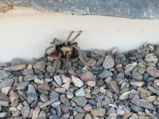 Tarantula found by one of our technicians!