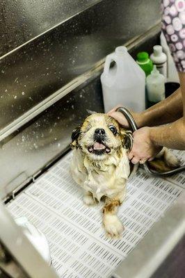 Doggy Bathtime and grooming