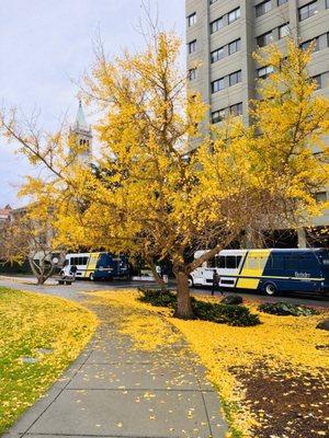 Gingko blossoms in front of HMMB