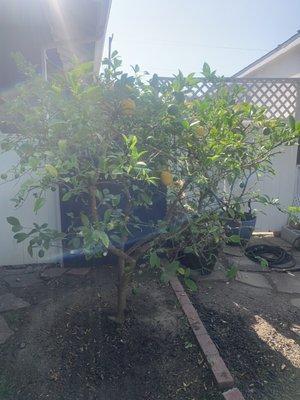 After (Lemon Tree)