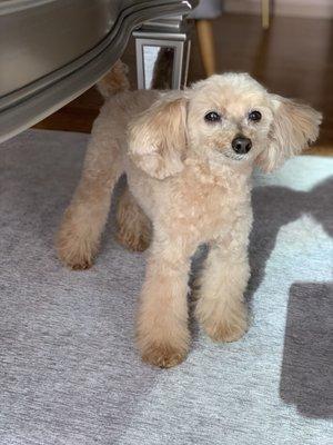 Apricot toy poodle grooming