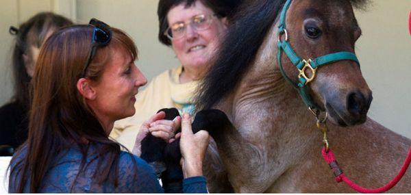 Professional Equine Therapeutic Services