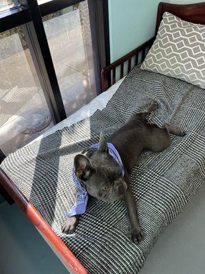 Relaxed happy chilling on the vet bed at the exam visit today.