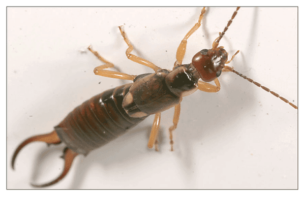 Earwig