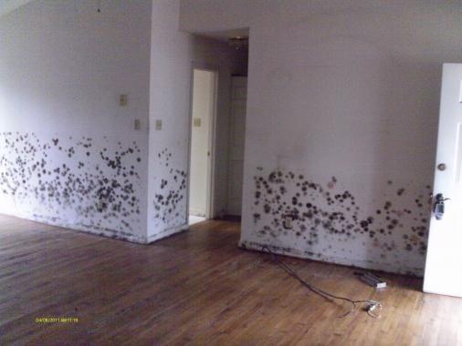 Black mold damaged and contaminated house