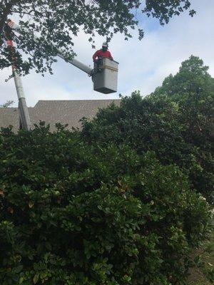 Santana Tree Service free estimates text us or call us at 225- 431-2138.