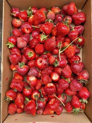 U-pick strawberries $1.25 pound