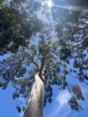 Lemon Scented Gum Tree...