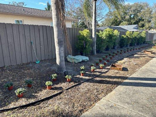 Weeping Podocarpus shrubs along the fence line. Blue my minds along the edging.  Teal boulder