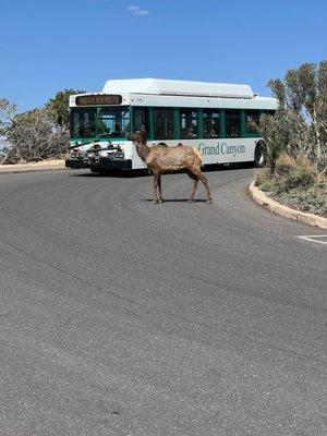 Don't worry, elk have the right of way.