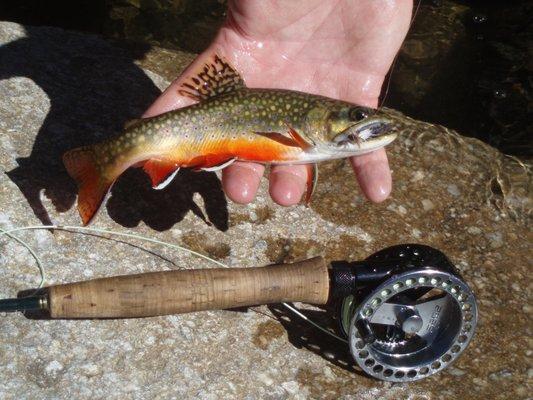 Beautiful local Pennsylvania Brook Trout