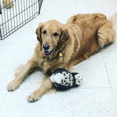 This is Grover, relaxing with a toy after his bath.