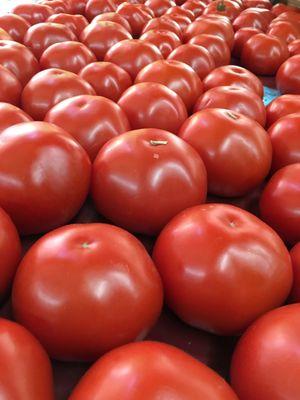 greenhouse tomatoes start off the season