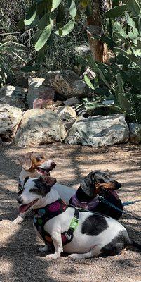 Lots of shade and water bowls for pups during Dog Days of Summer. We also loved seeing everyone else's dogs!