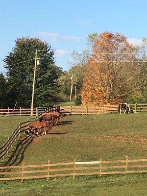 Beautiful Pastures