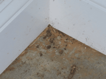 Bugs in entry way of building