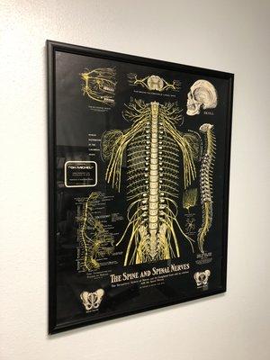 THE SPINE AND SPINAL NERVES.