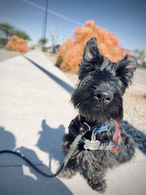 Winston on his weekday afternoon walk. Ask about our walking services!