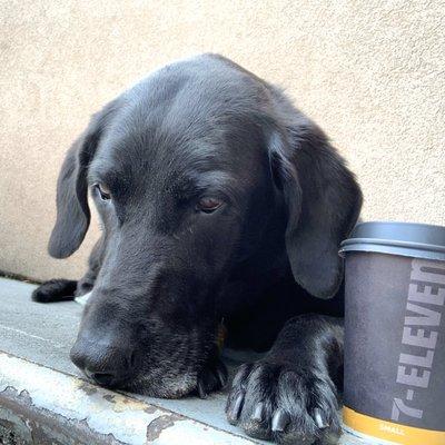 Black lab and a cup of vanilla flavored coffee.