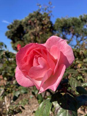 Stopping to see and smell the roses..