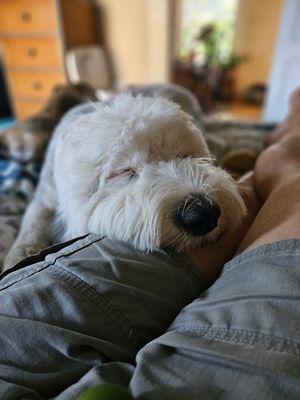 Miss Apollo taking a nap on my bed and leg after a long hike that morning