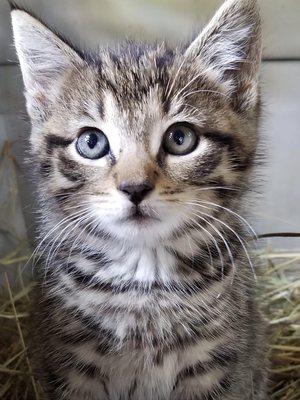 My cousin has kittens in her barn!!!