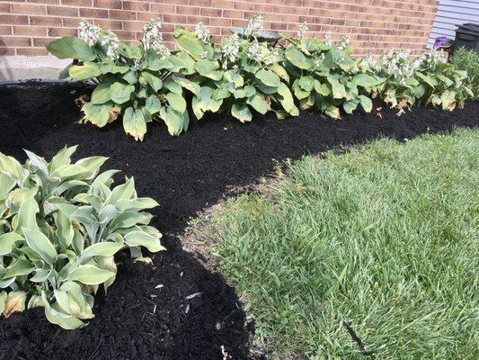 Hostas and black mulch from garden center.