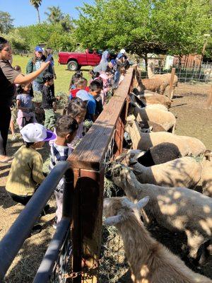 Kids love feeding the sheep and goats!