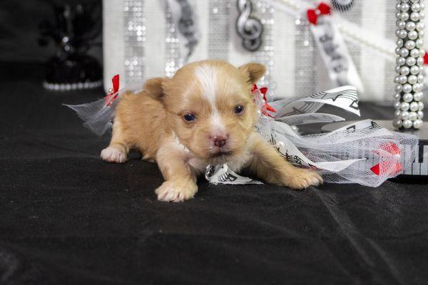 Blonde Yorkie