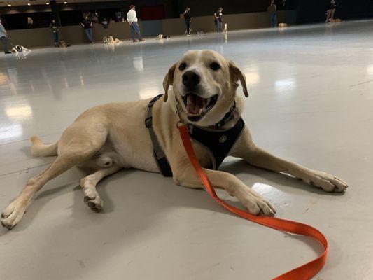 Buddy doing the "down" command and staying despite multiple other dogs around. My dog loves training and is very happy during class.