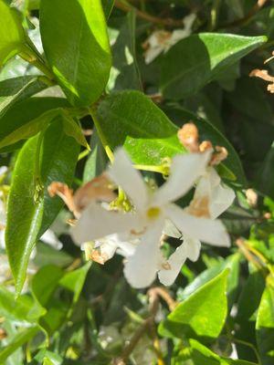 Flowers in courtyard