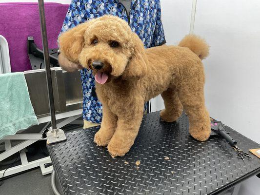 Rocky hair cut