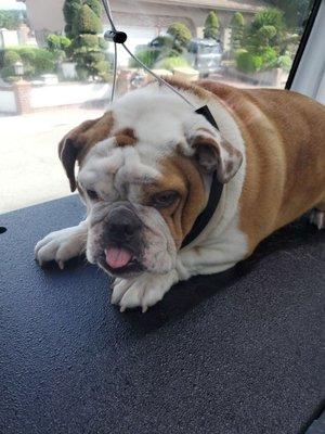 English Bulldog needed a 15 step Spa and de-shed treatment