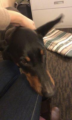 Rex resting his head on my lap so I can scratch his neck longer.