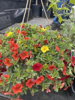 Hanging basket