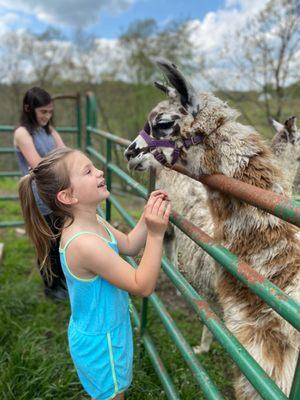 Meeting one of our llamas