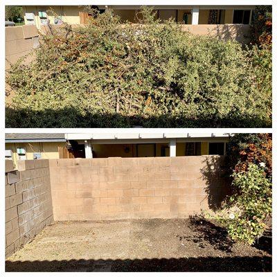 Before and after of a green waste trash job we did.